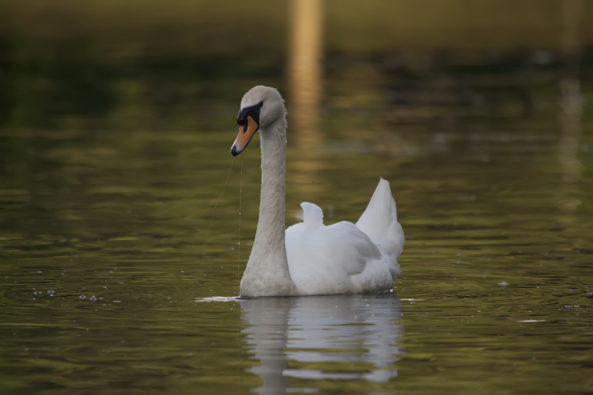 Sigma 150-500mm F5-6.3 DG OS HSM sample photo. Swannies photography