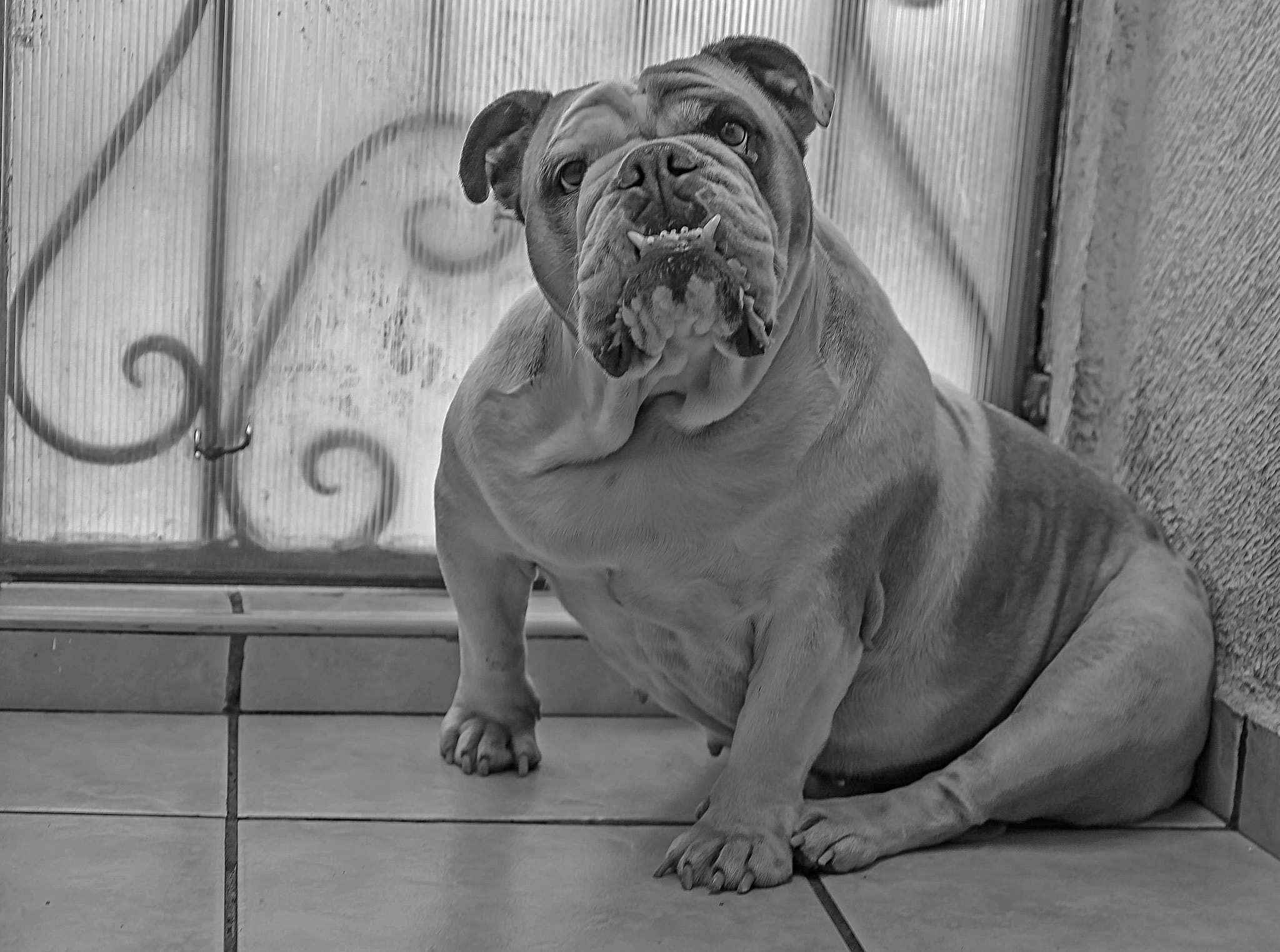 Nikon D750 + AF Micro-Nikkor 60mm f/2.8 sample photo. Bulldog photography