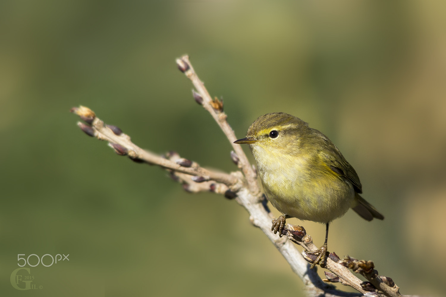 Sigma 150-500mm F5-6.3 DG OS HSM sample photo. Felosa-comum photography