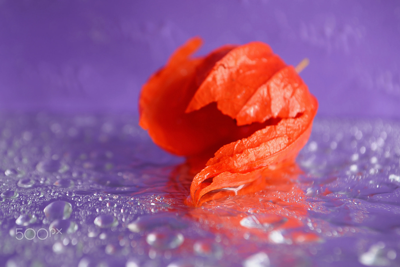 AF Zoom-Nikkor 35-135mm f/3.5-4.5 N sample photo. Bathing photography