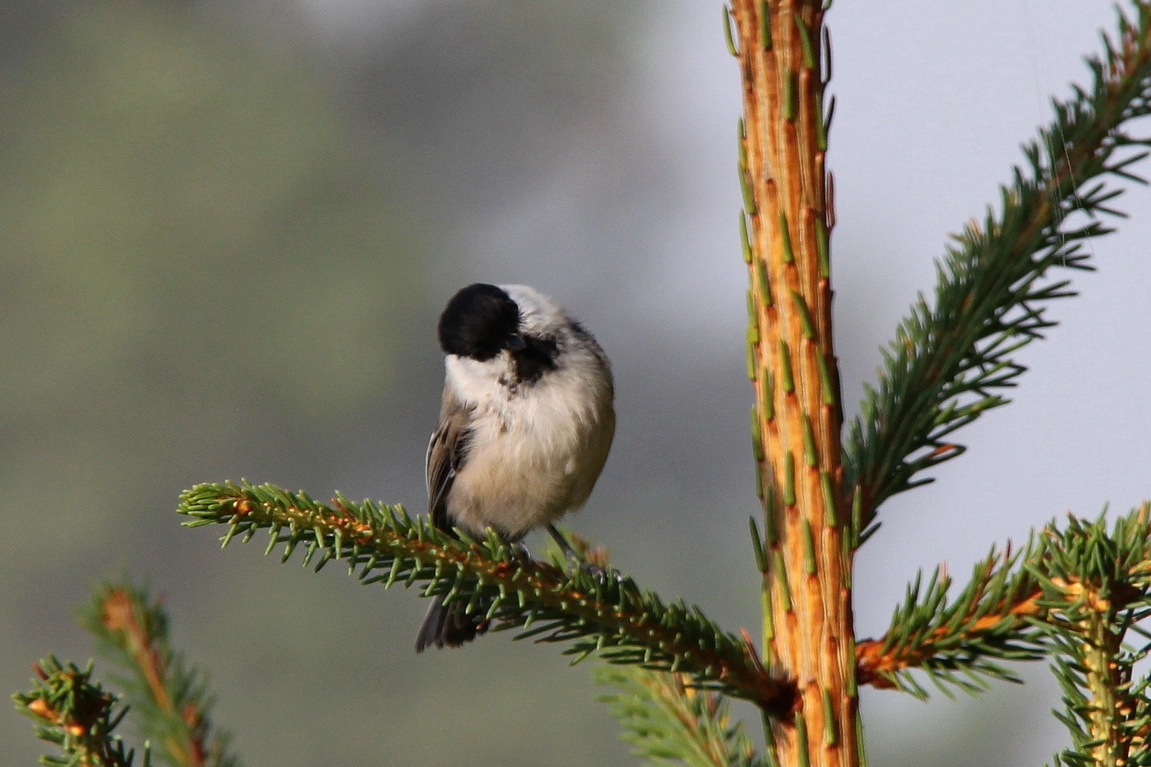 f/3.5-5.6 IS sample photo. Birds (2) photography