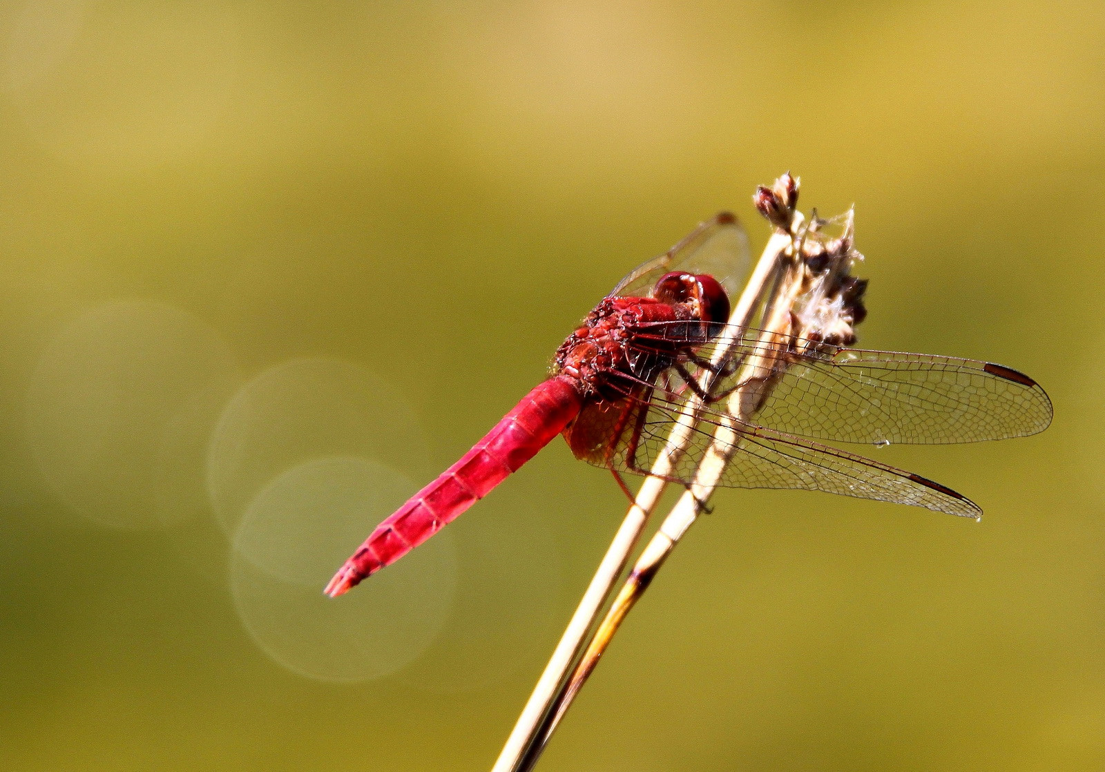 Canon EF-S 18-200mm F3.5-5.6 IS sample photo. Libellula rossa photography