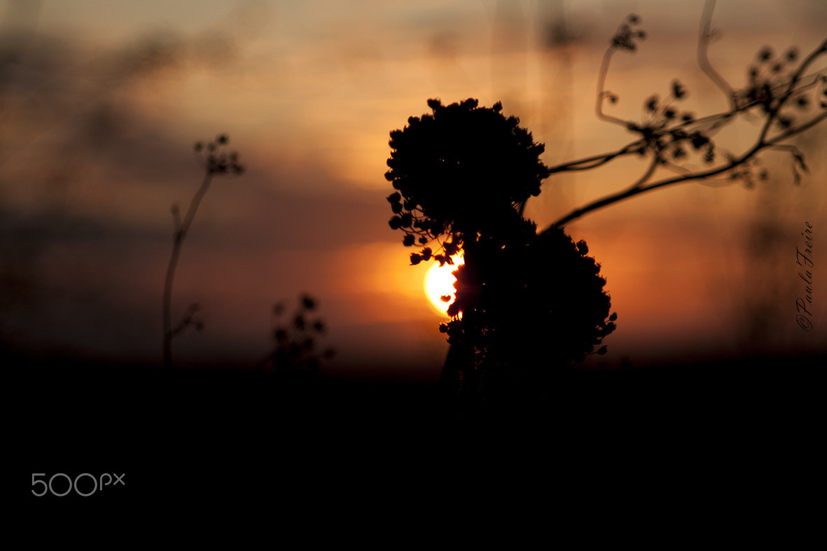 Canon EF 28-105mm f/3.5-4.5 USM sample photo. Kissing at dawn photography