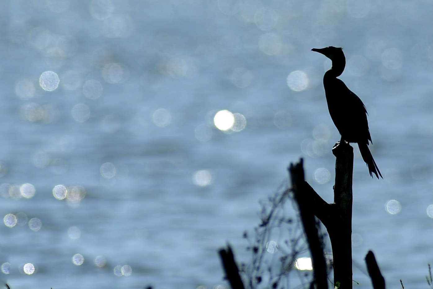 Tokina AT-X 304 AF (AF 300mm f/4.0) sample photo. Silhouetted cormorant photography