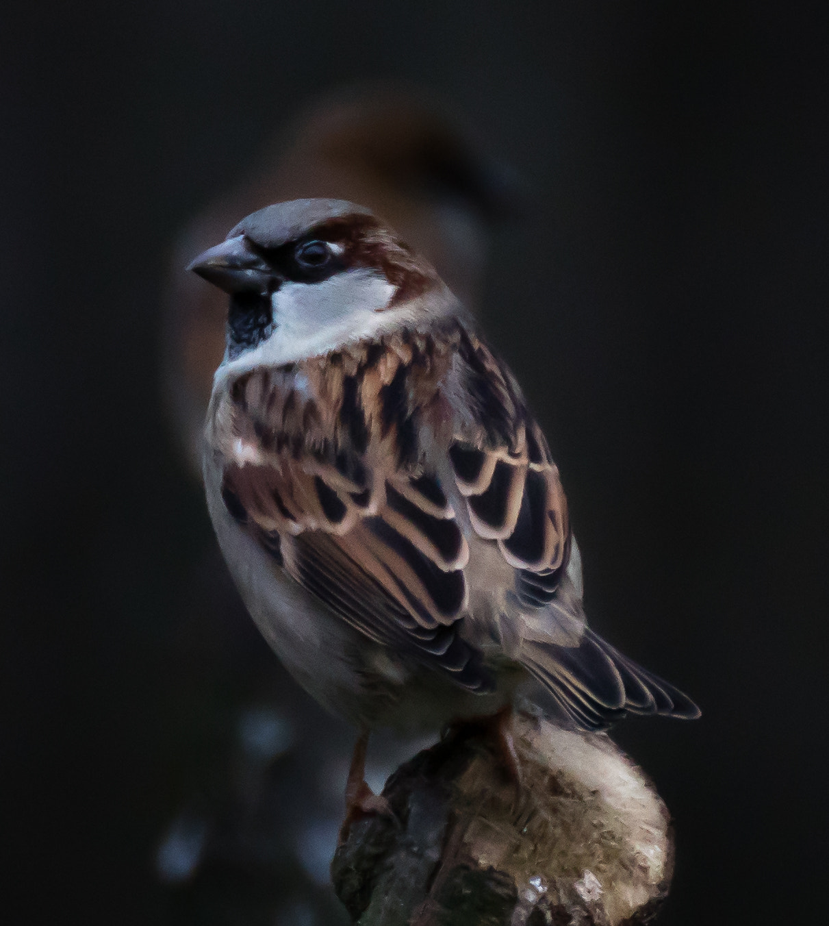 Tamron SP 70-300mm F4-5.6 Di USD sample photo. Sparrow photography