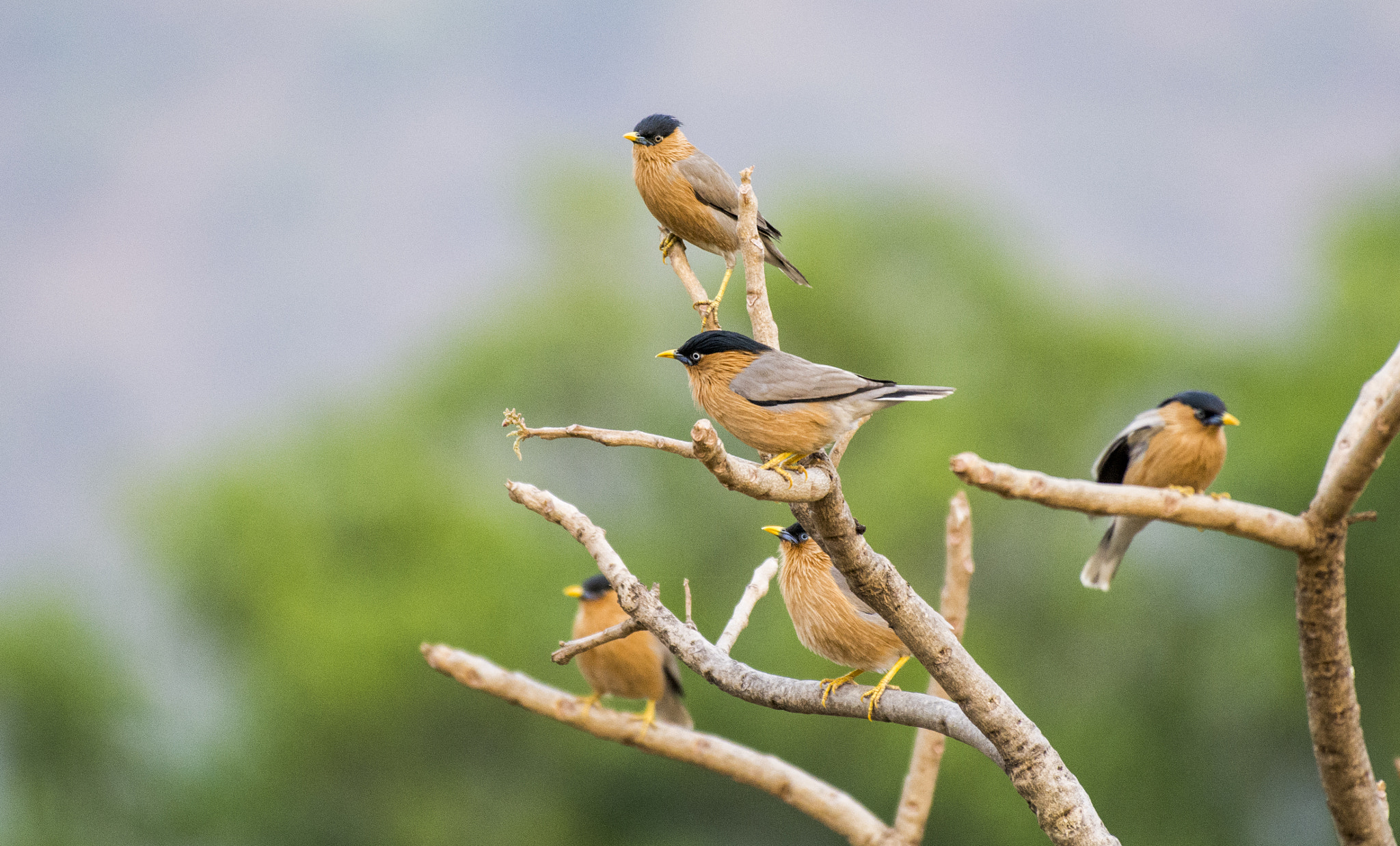 Nikon AF-S Nikkor 200-500mm F5.6E ED VR sample photo. Meeting on perch..... photography