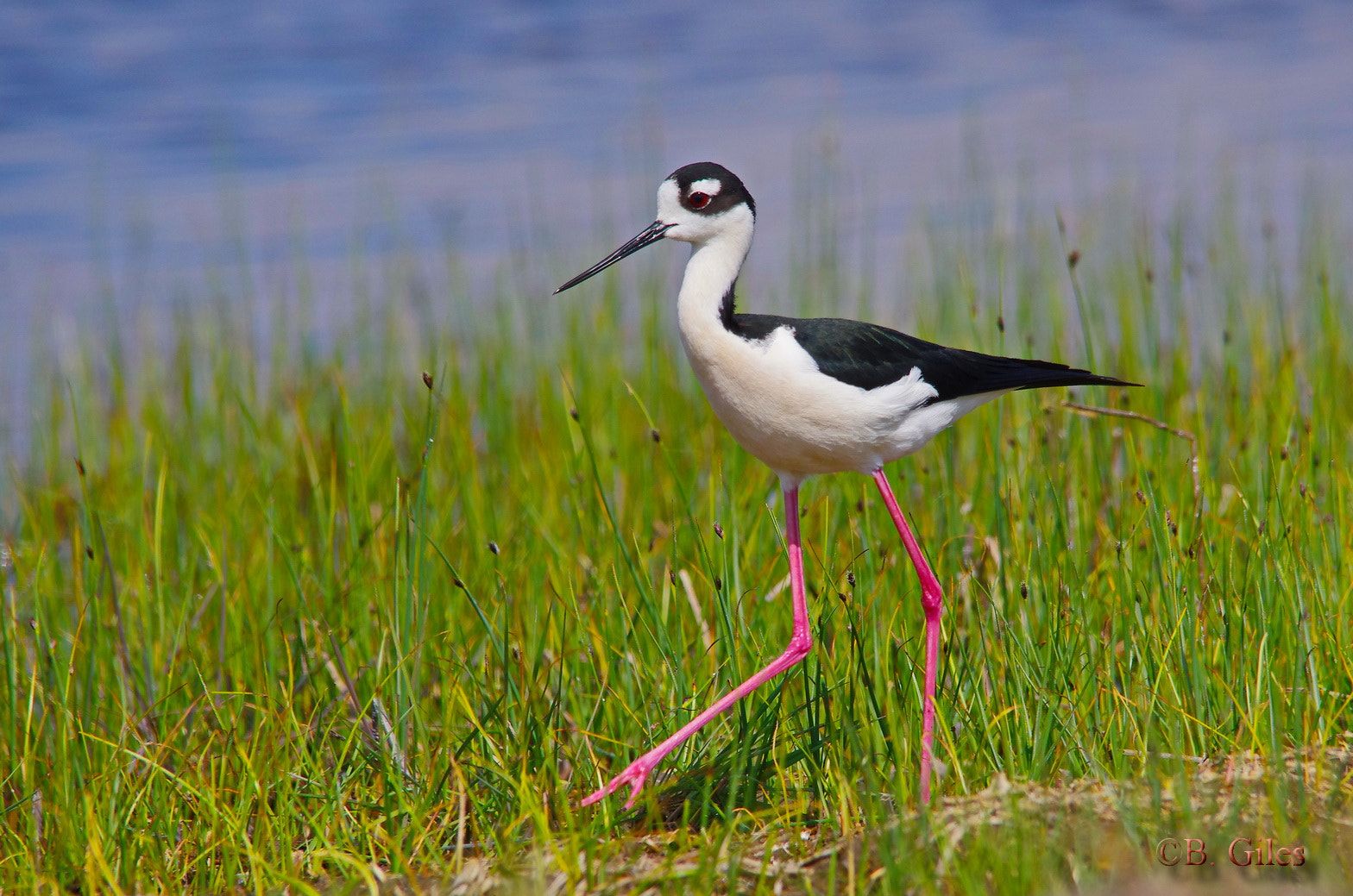 Pentax K-5 IIs + Sigma 150-500mm F5-6.3 DG OS HSM sample photo. Legs!! photography