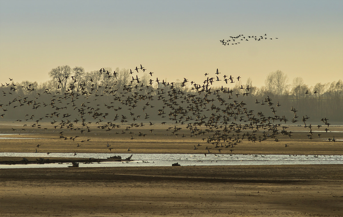 Sony SLT-A58 + Minolta AF 70-210mm F4 Macro sample photo. Birds photography