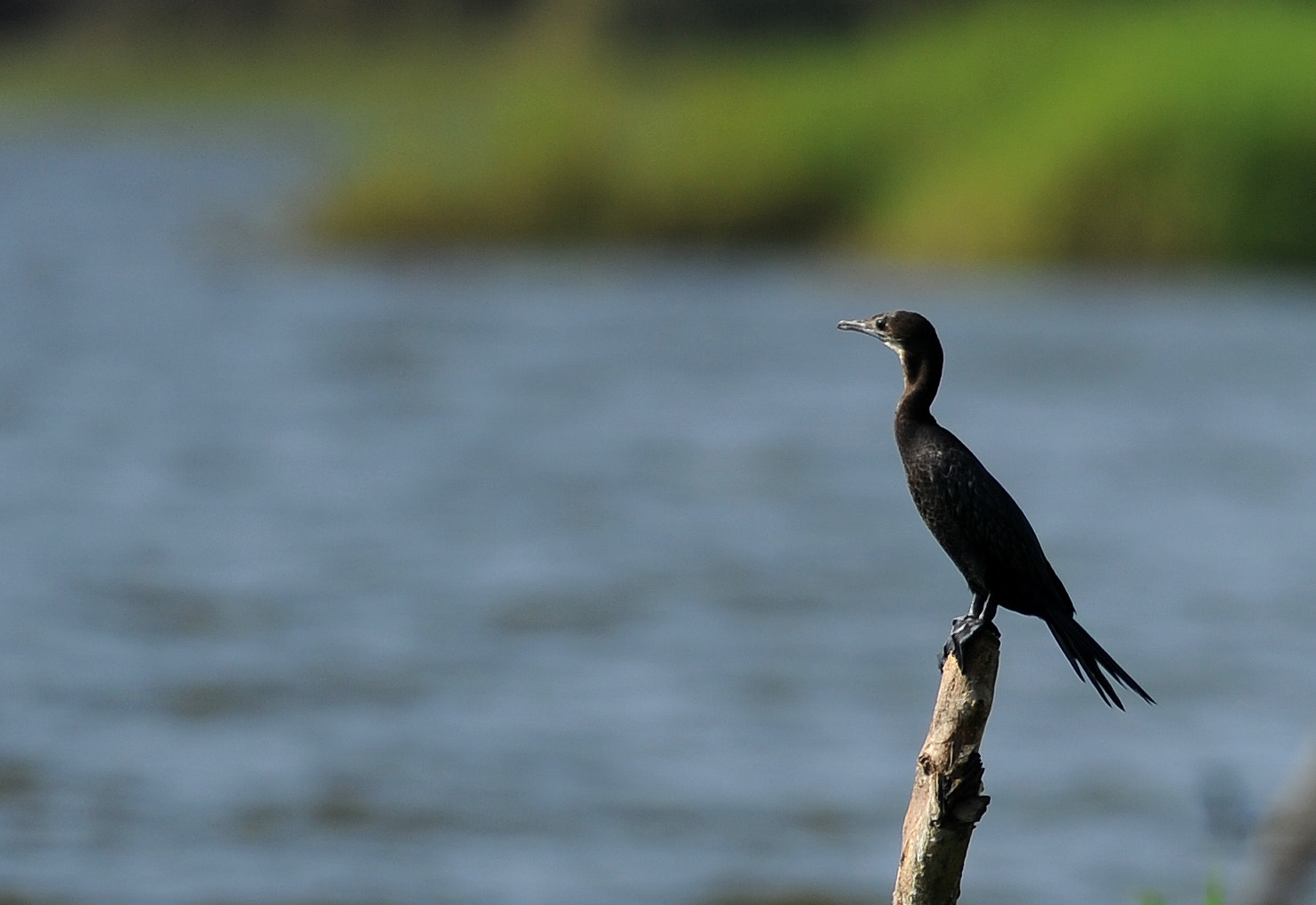 Nikon D3S + Tokina AT-X 304 AF (AF 300mm f/4.0) sample photo. Cormorant by the lake photography