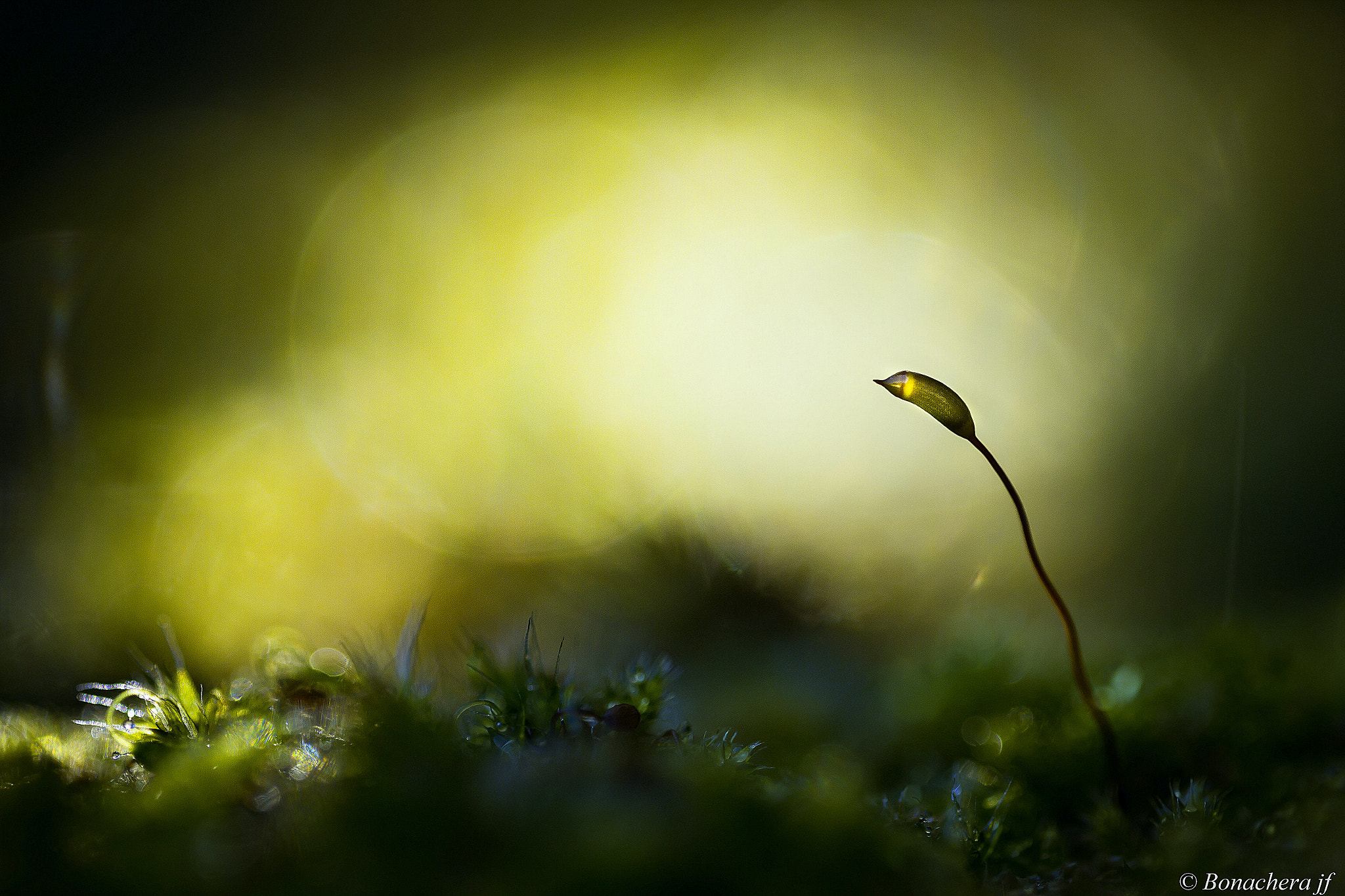 Sigma 150mm f/2.8 EX DG OS HSM APO Macro sample photo. Looking after the light.. photography