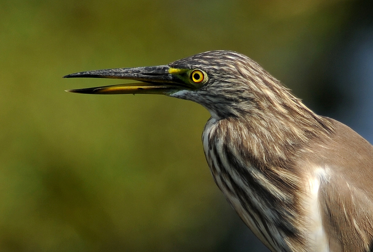 Tokina AT-X 304 AF (AF 300mm f/4.0) sample photo. Eye photography