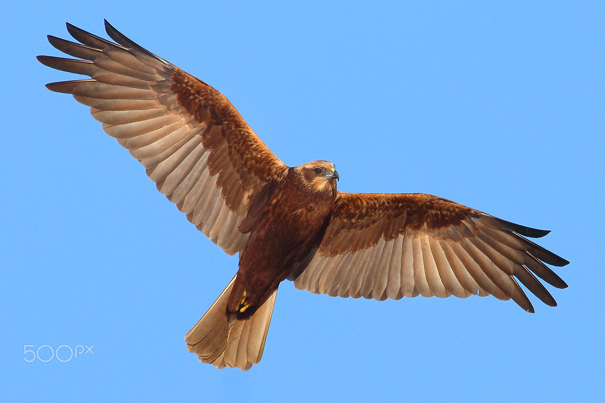 Canon EF 600mm f/4L IS sample photo. Western marsh harrier photography