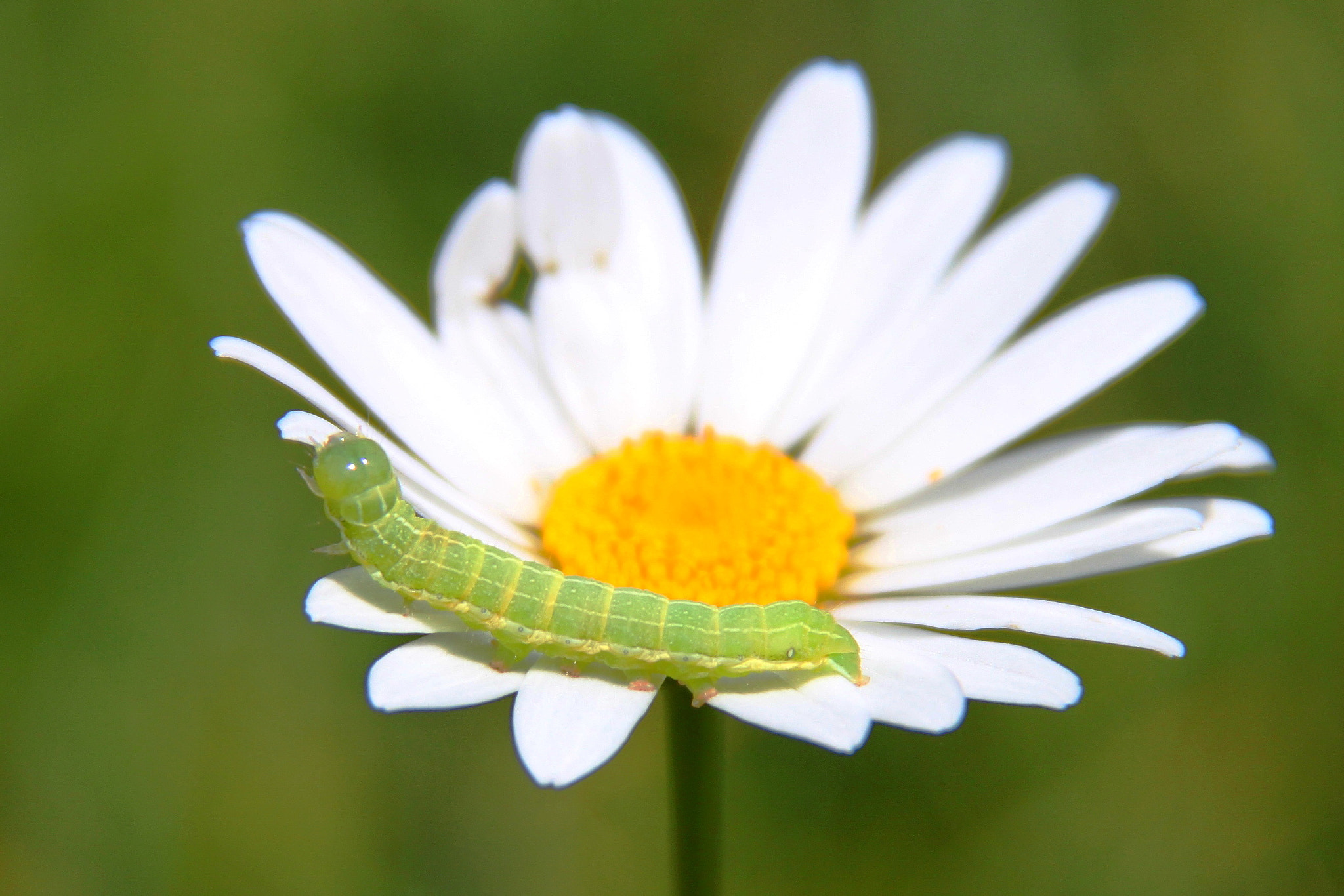 Canon EF-S 18-200mm F3.5-5.6 IS sample photo. Bruco verde photography