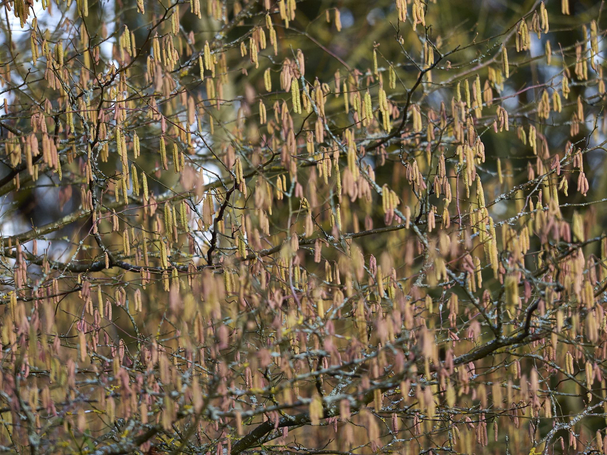 Olympus OM-D E-M5 + Olympus M.Zuiko Digital ED 40-150mm F2.8 Pro sample photo. Spring is coming photography