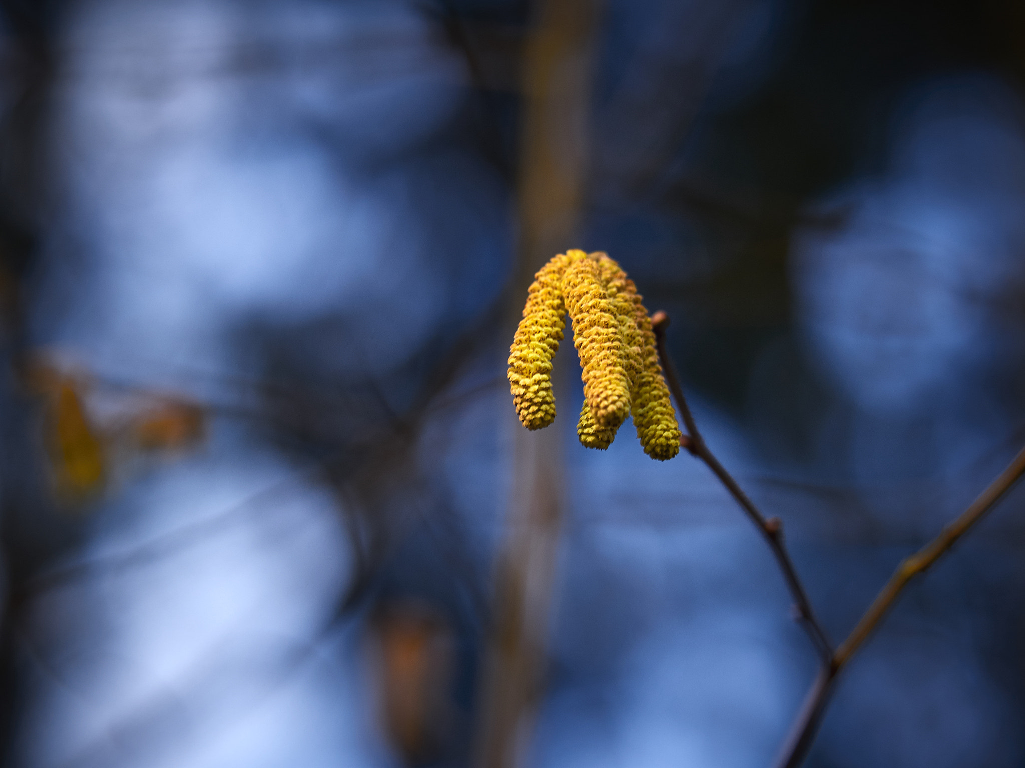 Olympus OM-D E-M5 + Olympus M.Zuiko Digital ED 40-150mm F2.8 Pro sample photo. Branch photography