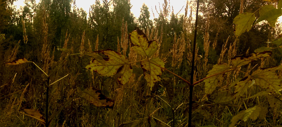 HTC 0P9C8 sample photo. Autumn fairy field photography