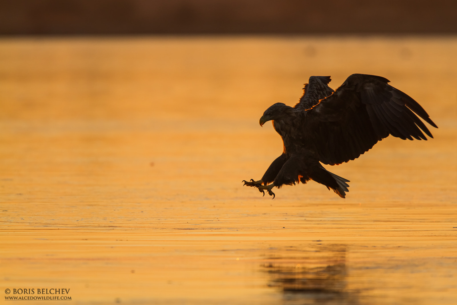 Canon EF 300mm F2.8L IS USM sample photo. Hide photography in lithuania 2015 photography