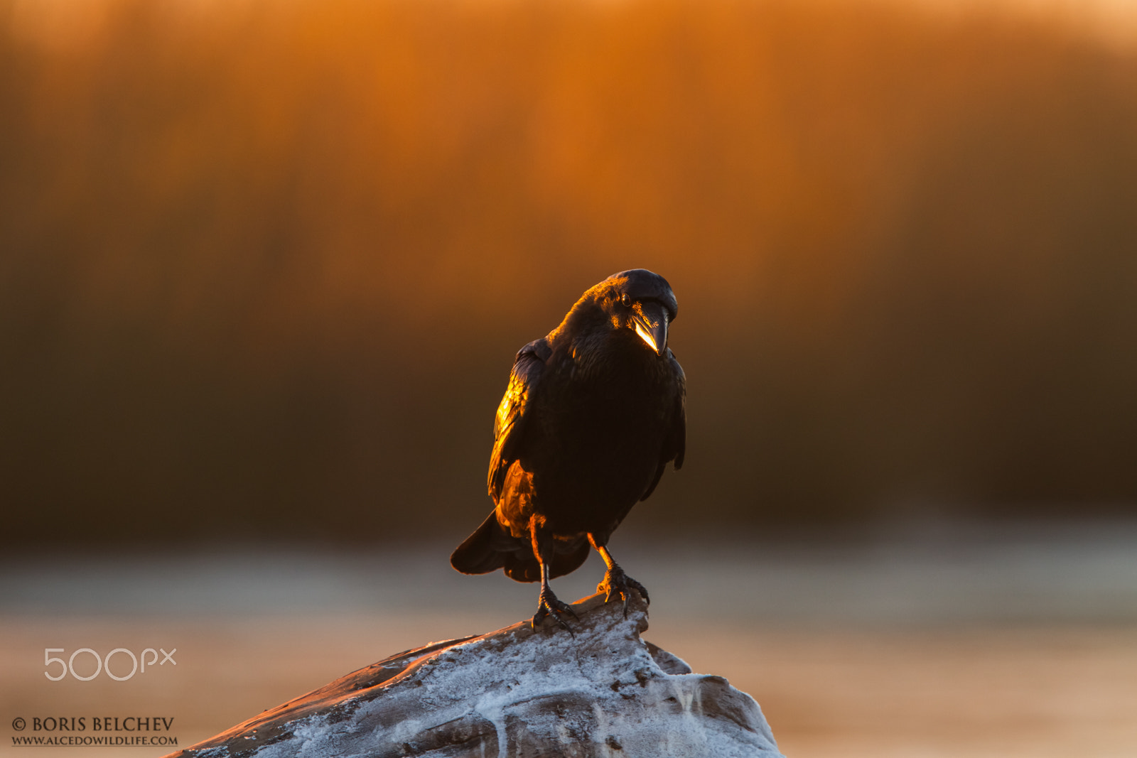 Canon EF 300mm F2.8L IS USM sample photo. Hide photography in lithuania 2015 photography