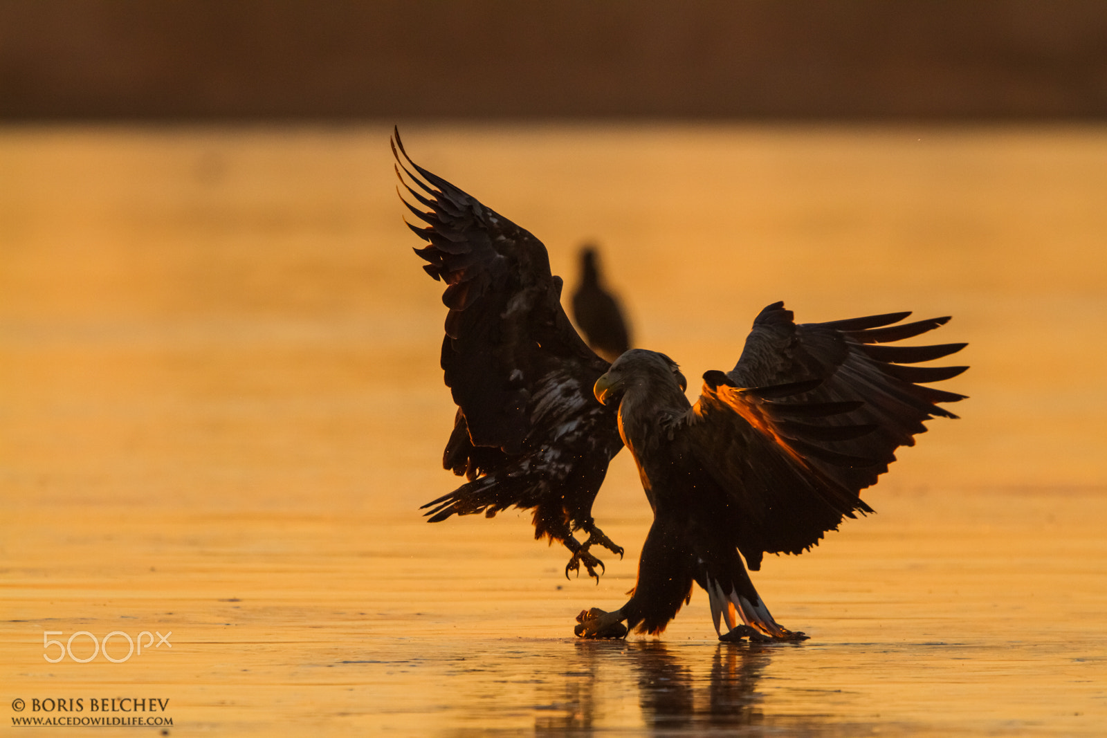 Canon EF 300mm F2.8L IS USM sample photo. Hide photography in lithuania 2015 photography