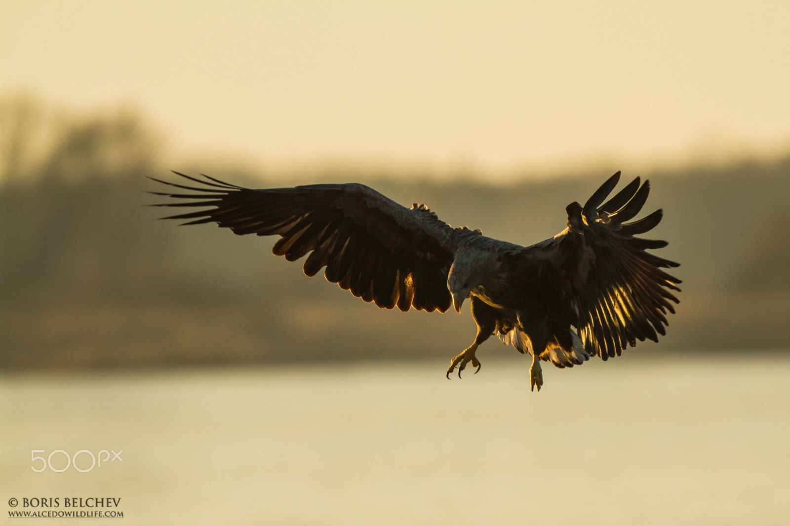 Canon EF 300mm F2.8L IS USM sample photo. Hide photography in lithuania 2015 photography
