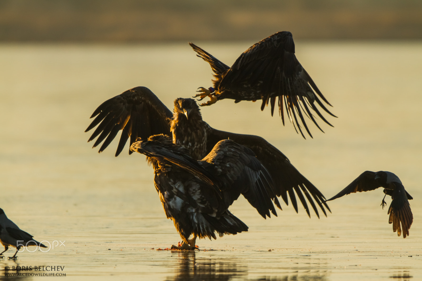 Canon EF 300mm F2.8L IS USM sample photo. Hide photography in lithuania 2015 photography