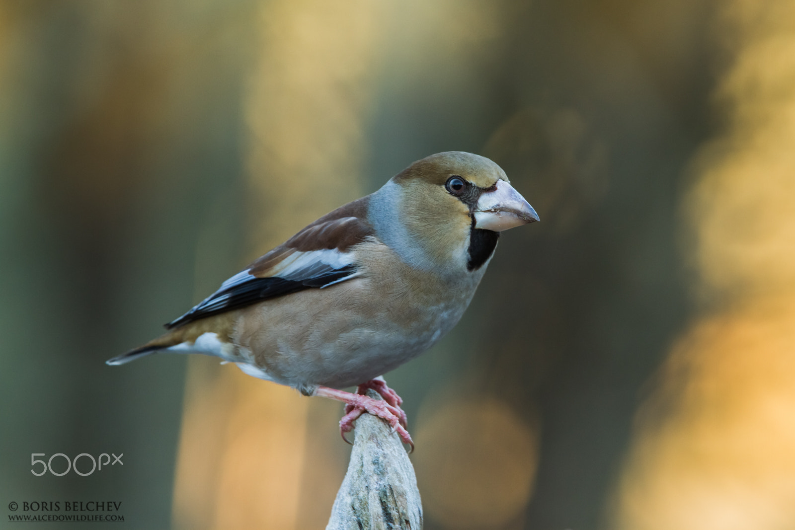 Canon EF 300mm F2.8L IS USM sample photo. Hide photography in lithuania 2015 photography