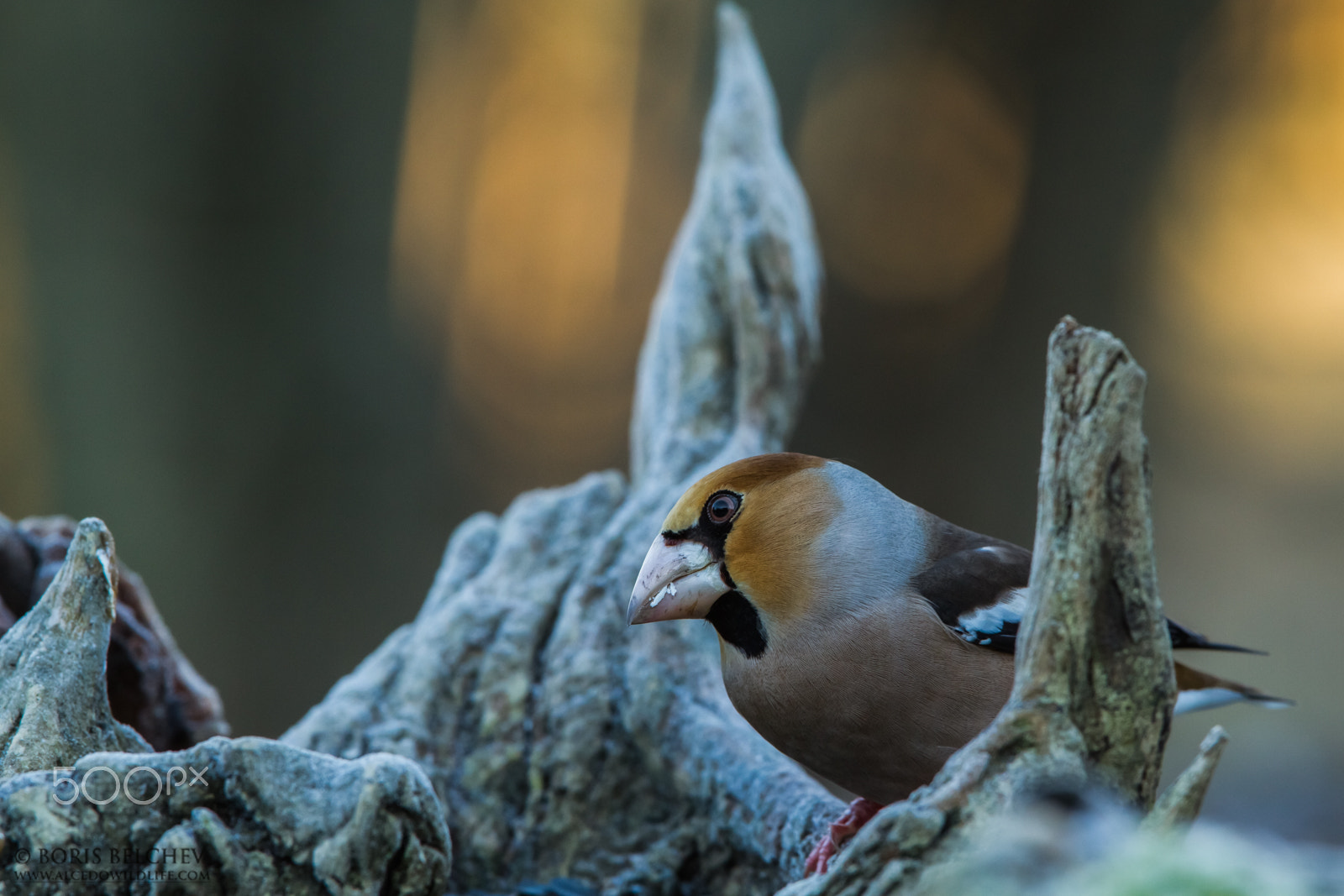 Canon EF 300mm F2.8L IS USM sample photo. Hide photography in lithuania 2015 photography