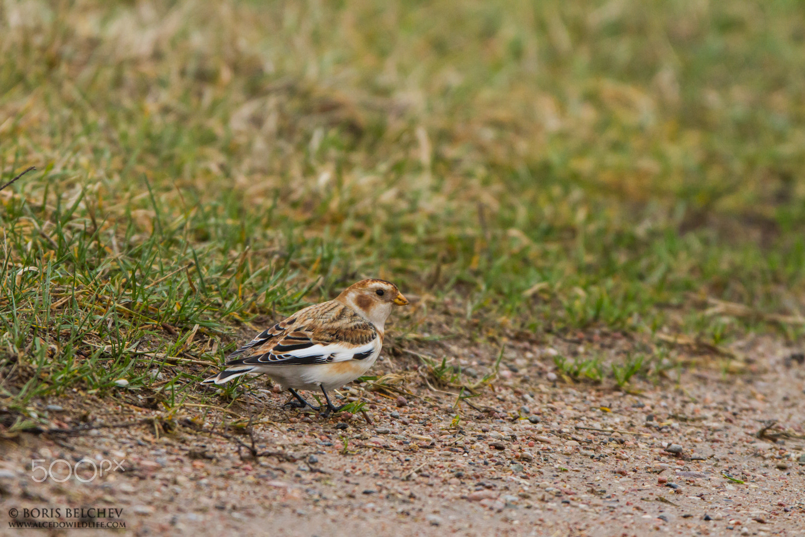 Canon EF 300mm F2.8L IS USM sample photo. Snow bunting (plectrophenax nivalis) photography