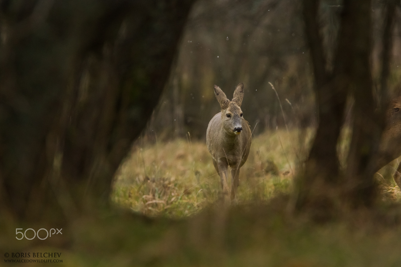 Canon EF 300mm F2.8L IS USM sample photo. Hide photography in lithuania 2015 photography