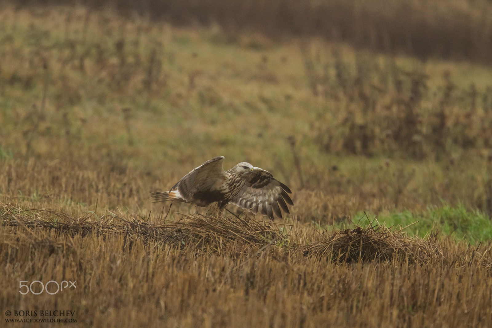 Canon EF 300mm F2.8L IS USM sample photo. Rough-legged buzzard (buteo lagopus) photography
