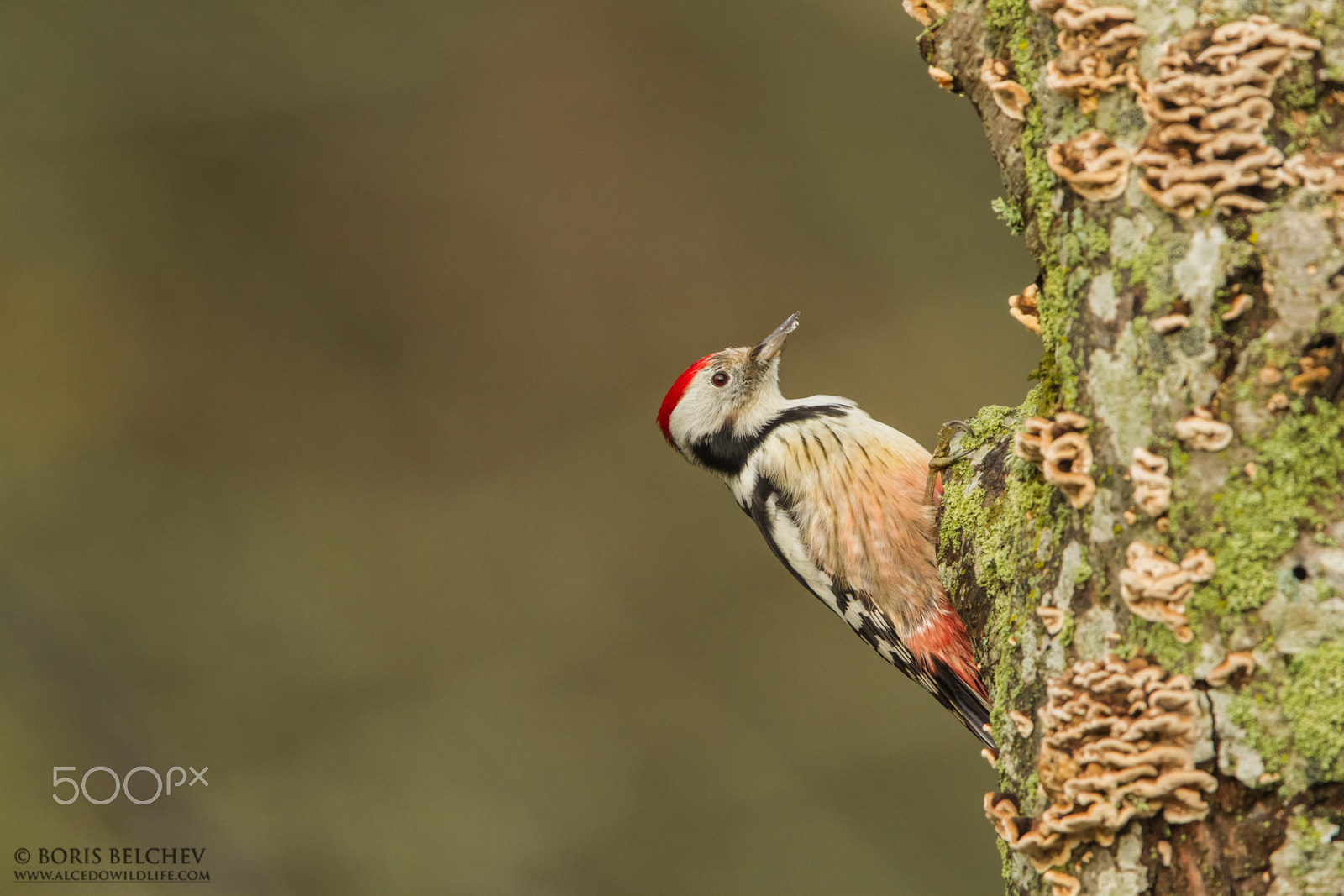 Canon EF 300mm F2.8L IS USM sample photo. Hide photography in lithuania 2015 photography