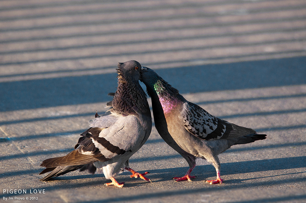 Sigma 150-500mm F5-6.3 DG OS HSM sample photo. Pigeon love photography