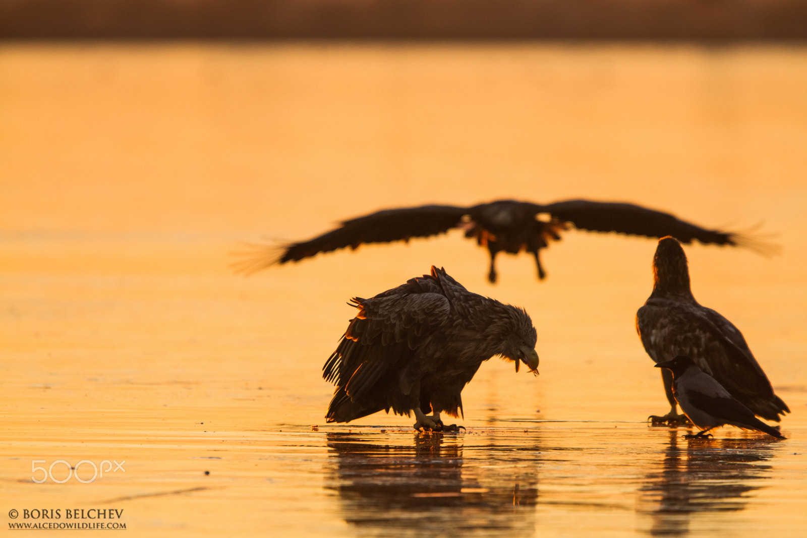 Canon EF 300mm F2.8L IS USM sample photo. Hide photography in lithuania 2015 photography
