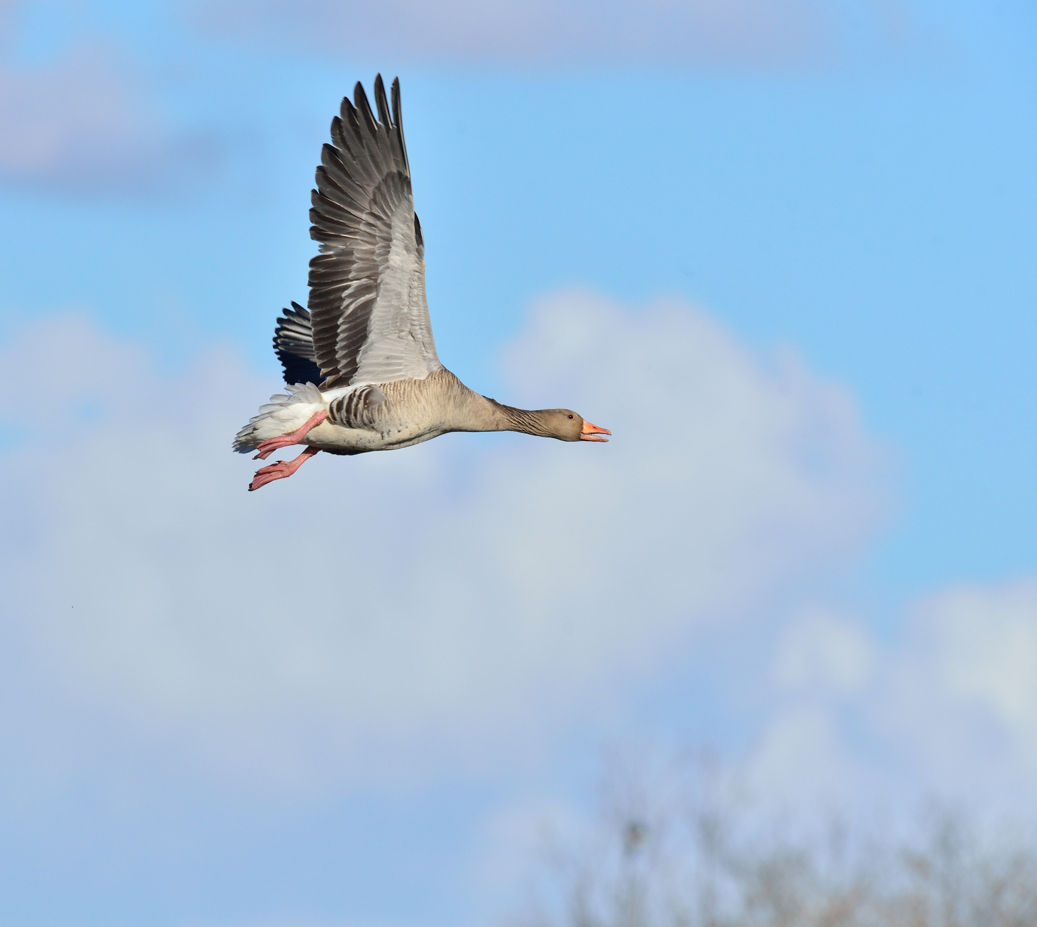Nikon AF-S Nikkor 400mm F2.8D ED-IF II sample photo. Grauwe gans photography