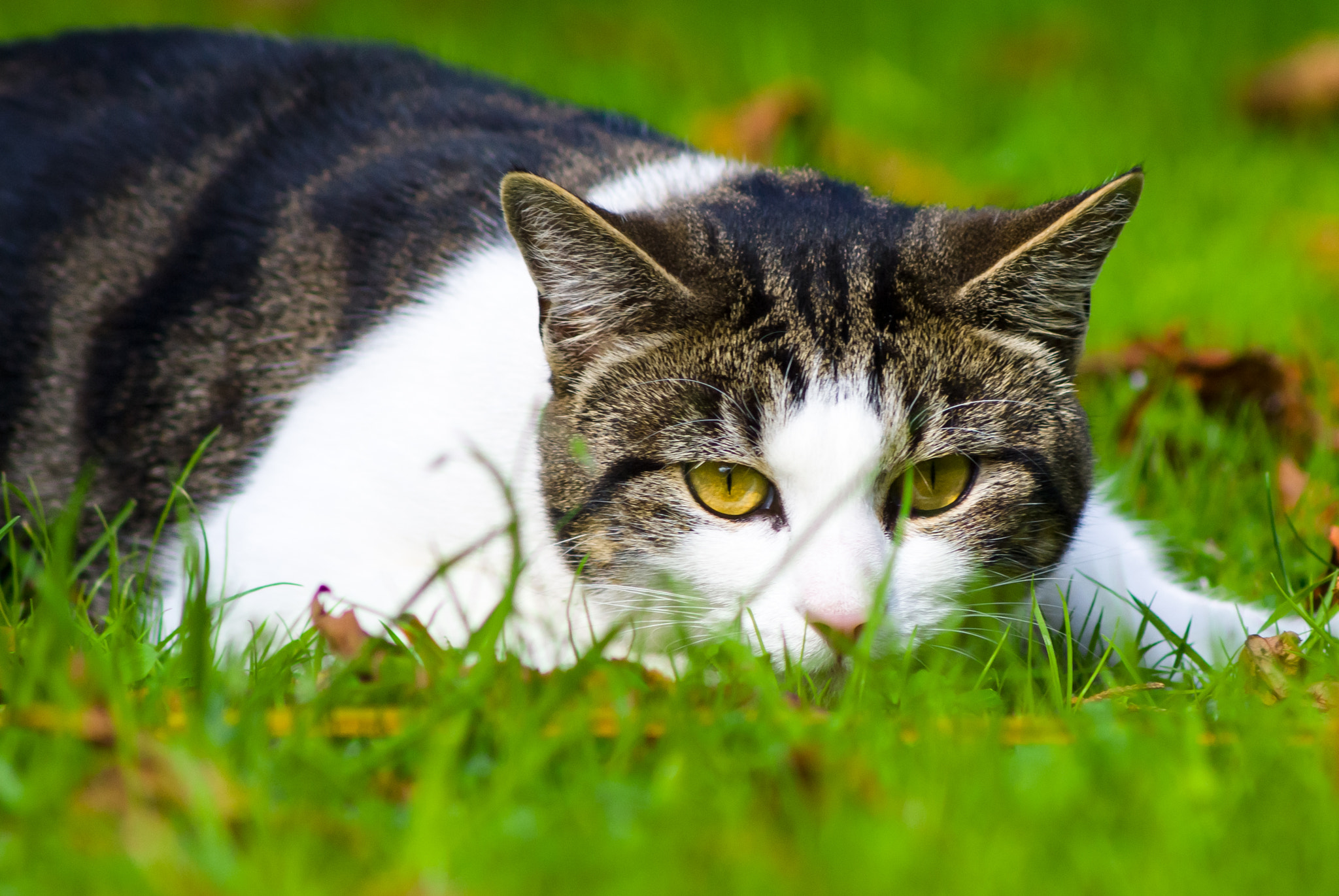 Sony Alpha DSLR-A300 sample photo. Stalking cat photography