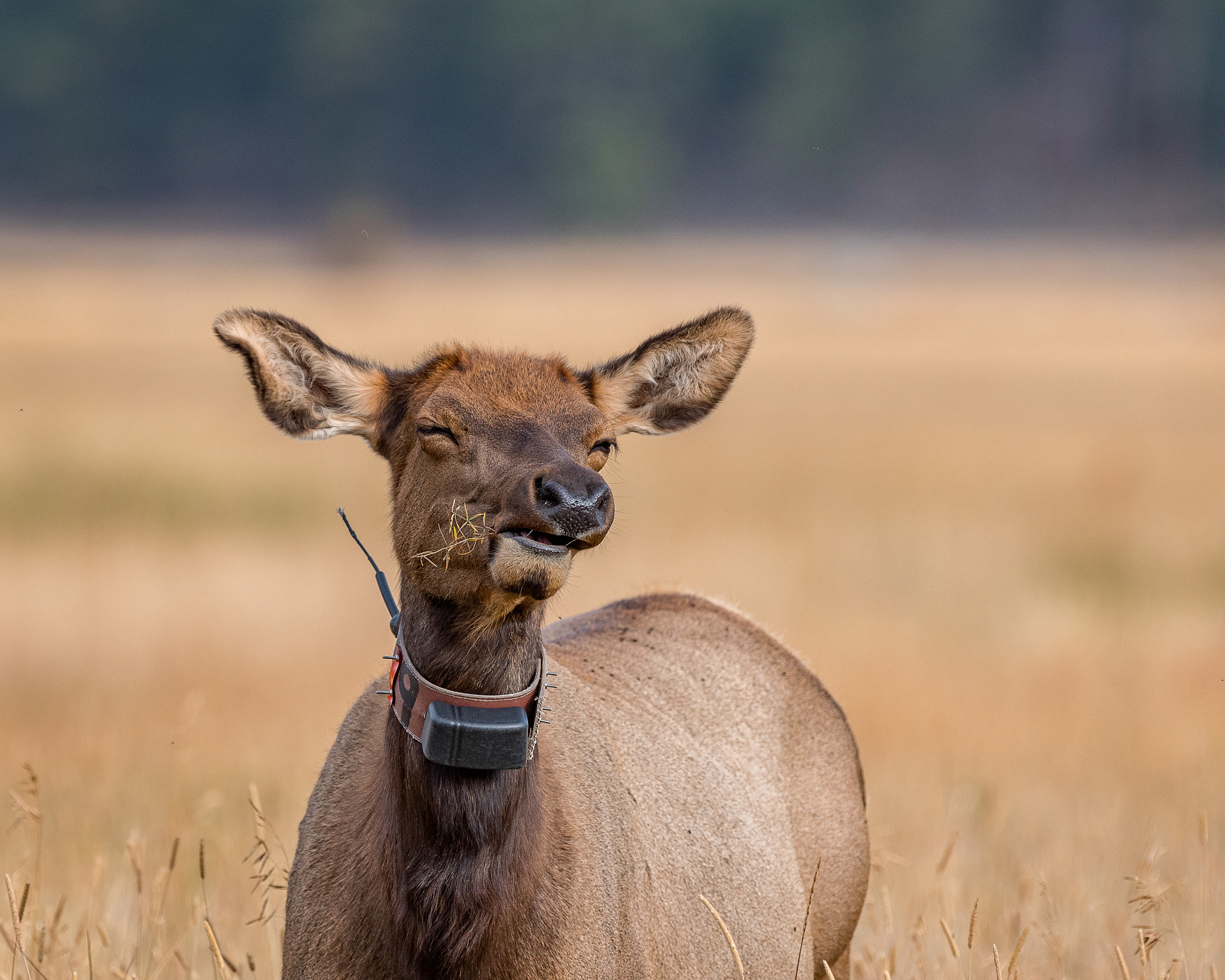 Nikon D750 + Nikon AF-S Nikkor 600mm F4G ED VR sample photo. Like my new necklace? photography