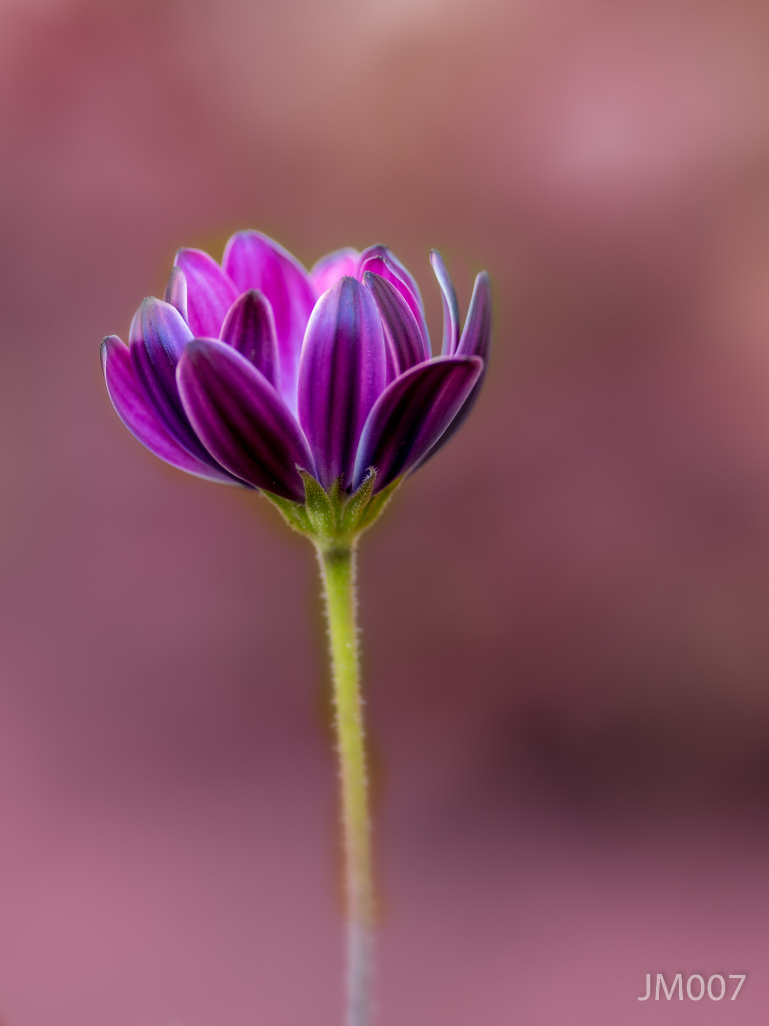 Pentax 645Z sample photo. African daisy  photography