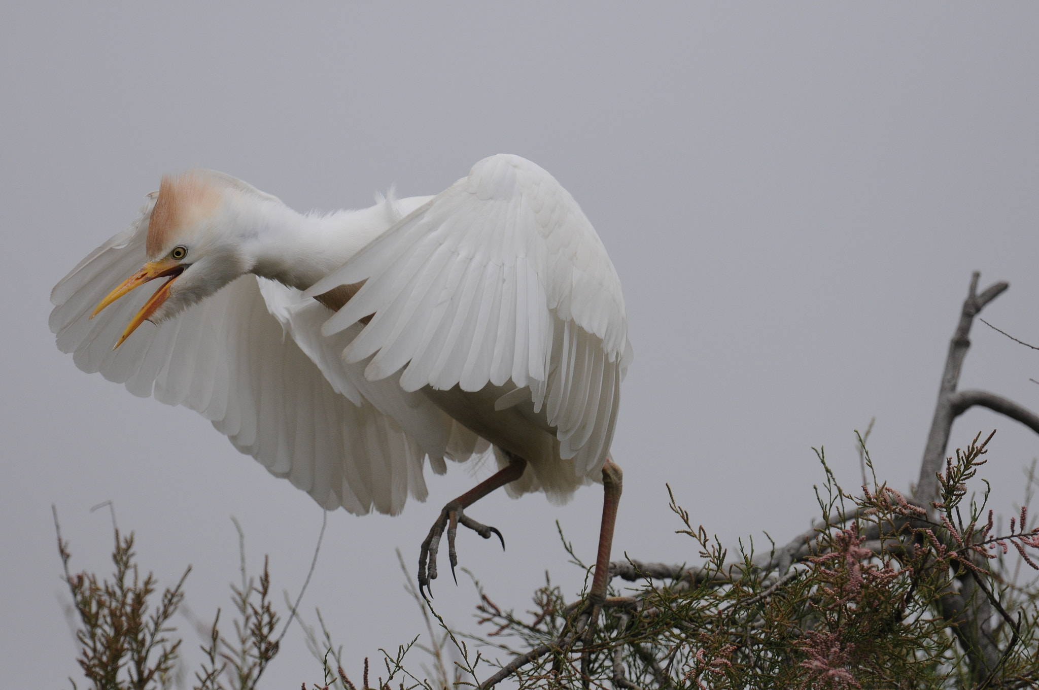 Nikon D300S + Nikon AF-S Nikkor 600mm F4G ED VR sample photo. Cattle egret photography