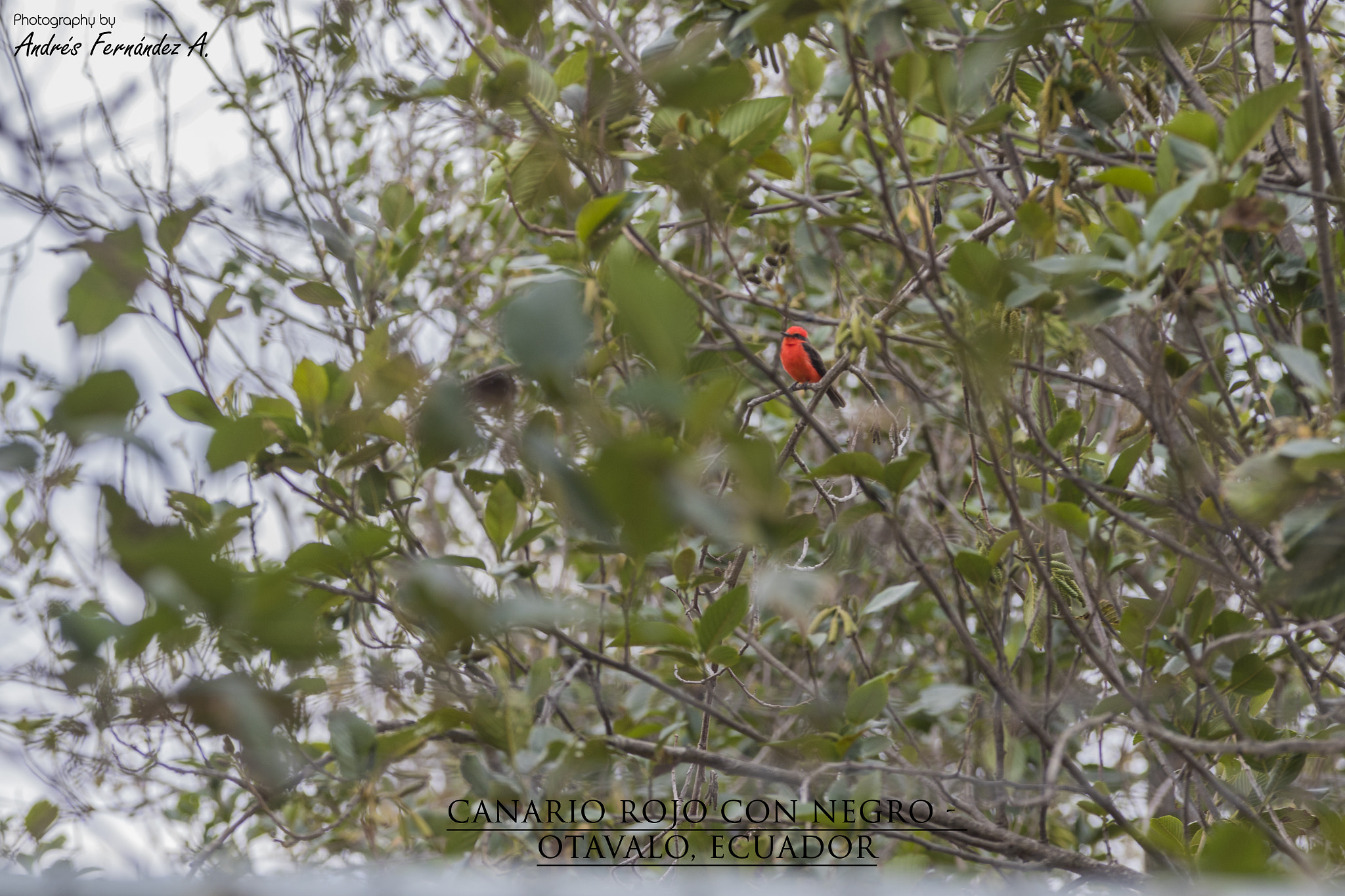 Sigma 70-200mm F2.8 EX DG OS HSM sample photo. Canario rojo con negro photography