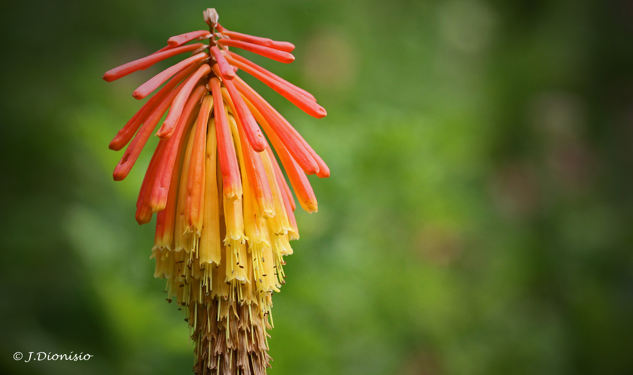 Canon EF 100-400mm F4.5-5.6L IS USM sample photo. Tropical exotic beauty photography