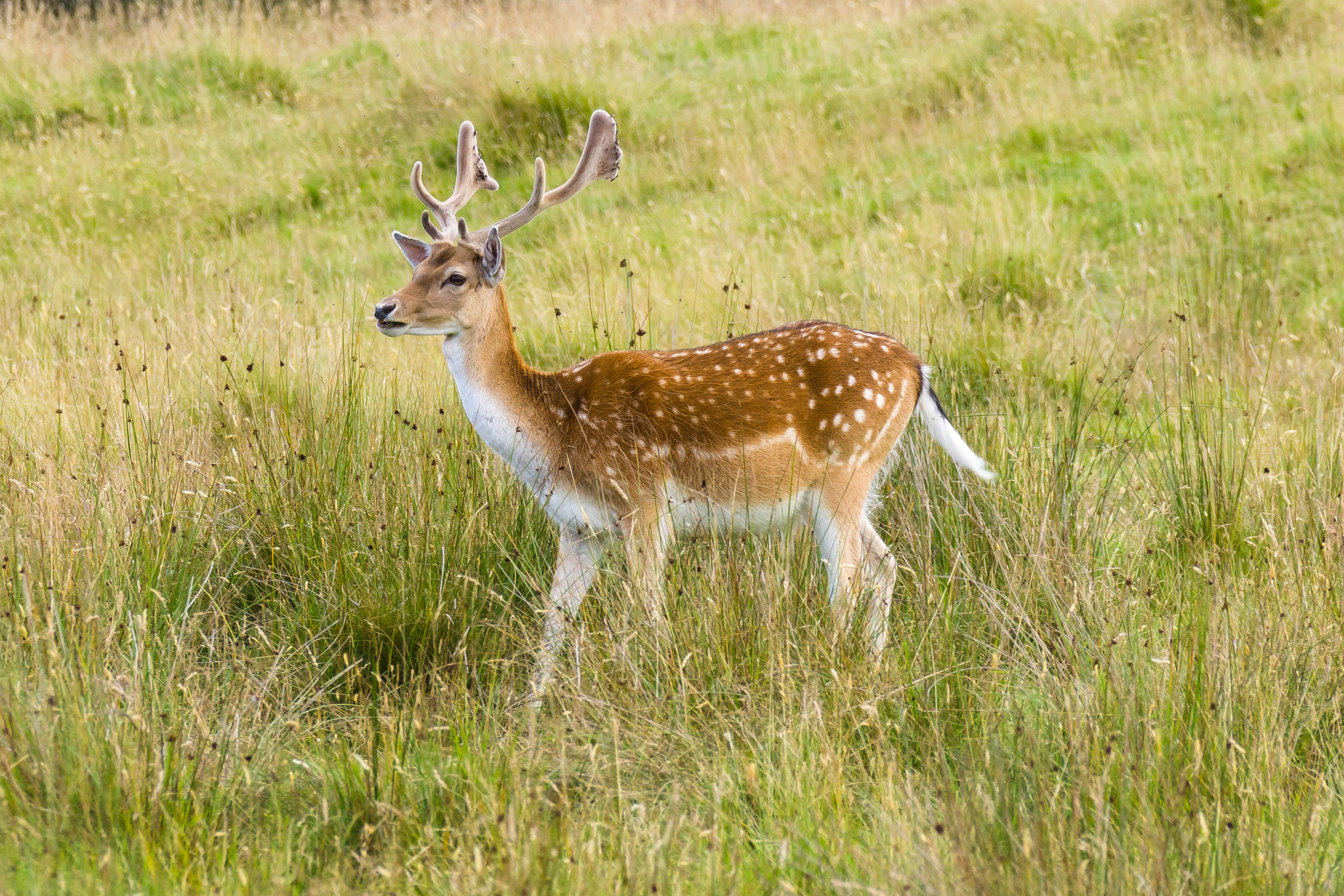 Sony 70-300mm F4.5-5.6 G SSM sample photo. Fallow deer photography
