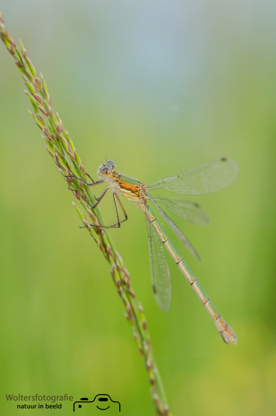 Nikon D7000 + Sigma 105mm F2.8 EX DG Macro sample photo. Damsel photography