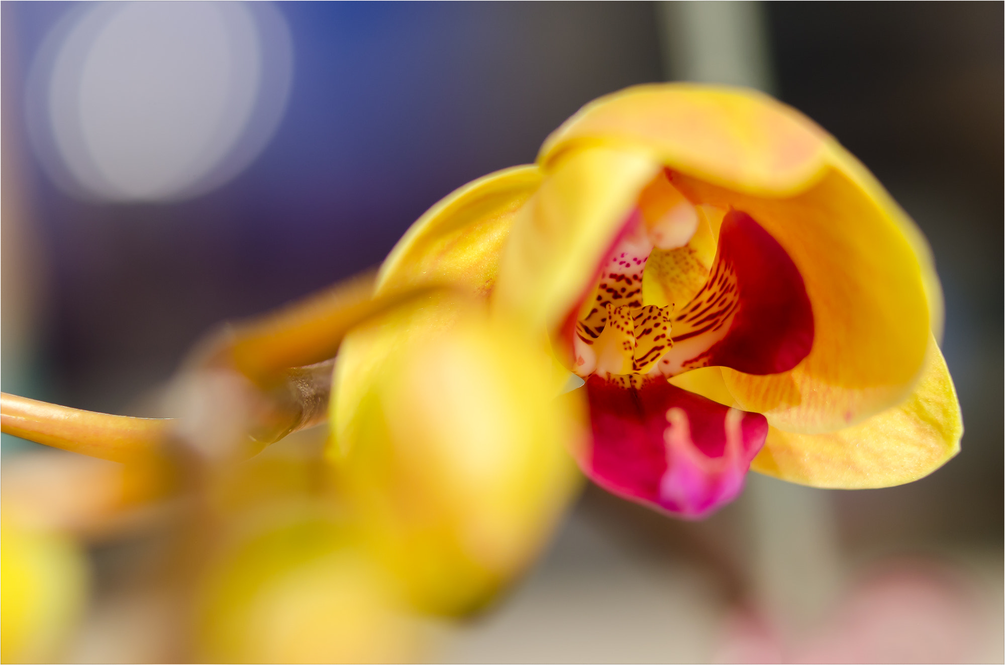 Nikon AF-S Micro-Nikkor 60mm F2.8G ED sample photo. Fast aufgeblüht photography