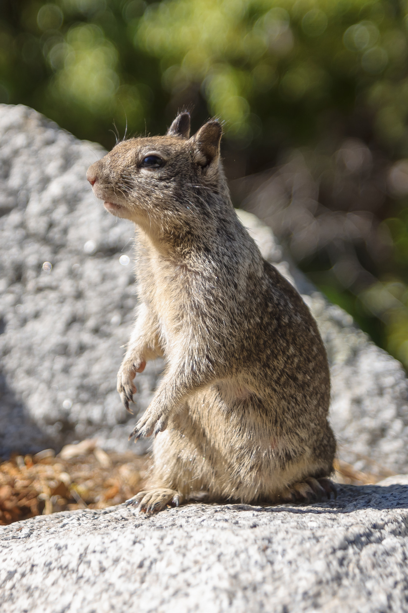 Sony SLT-A65 (SLT-A65V) + Tamron SP 24-70mm F2.8 Di VC USD sample photo. Califonia ground squirrel photography