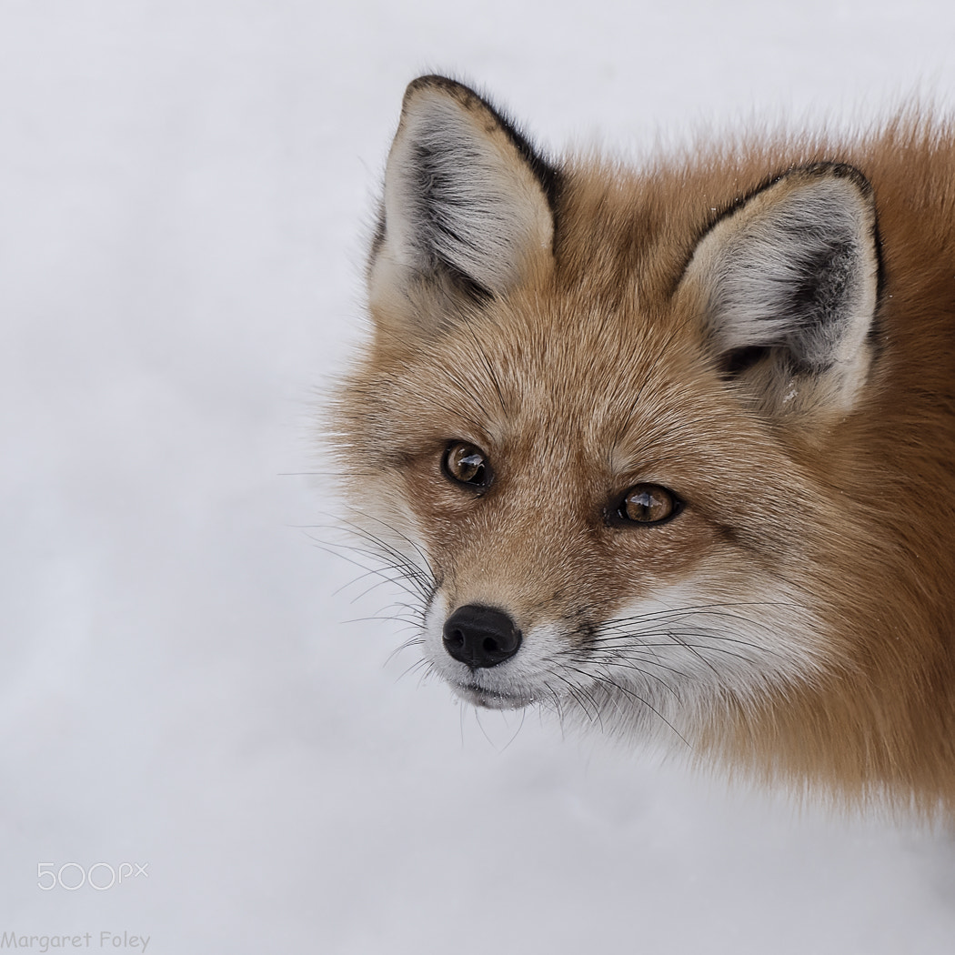 Panasonic Lumix DMC-GX8 sample photo. Red fox photography