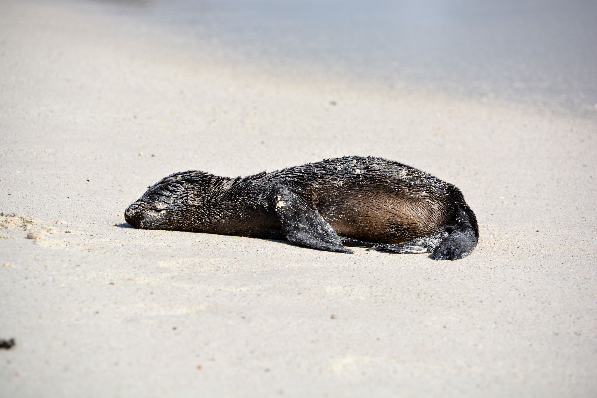 Nikon D5200 + Sigma 18-200mm F3.5-6.3 DC sample photo. Little sea lion photography