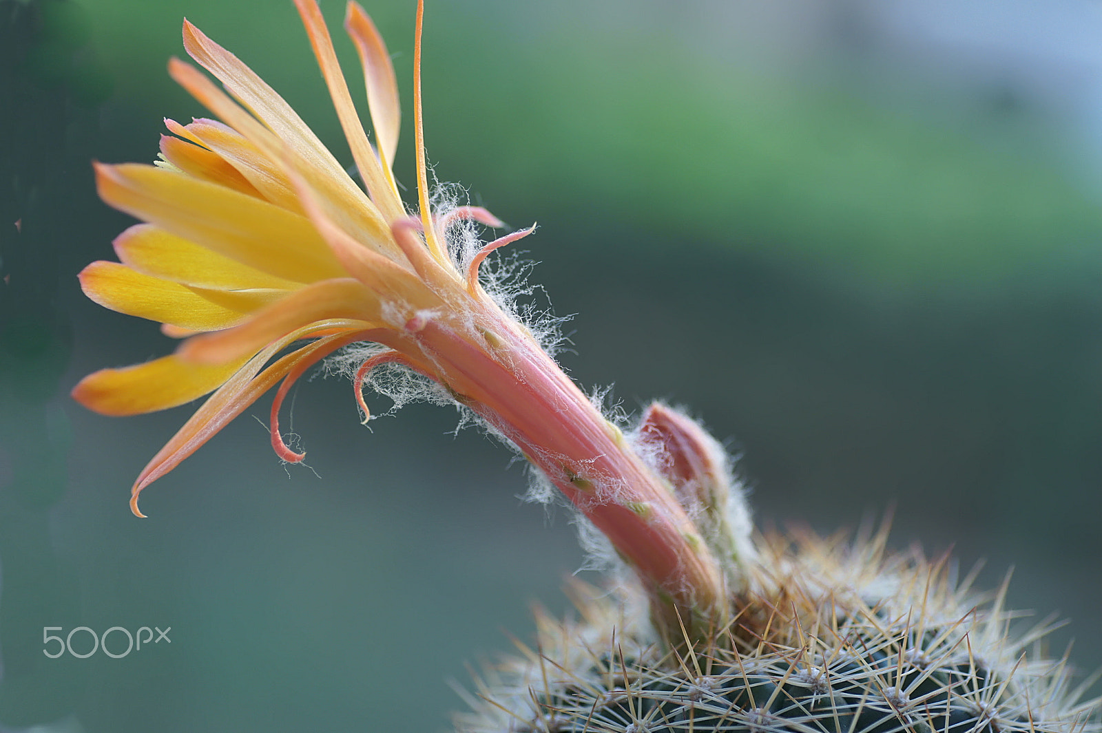 Sony Alpha DSLR-A550 + Minolta AF 50mm F3.5 Macro sample photo. Fleur de cactus photography