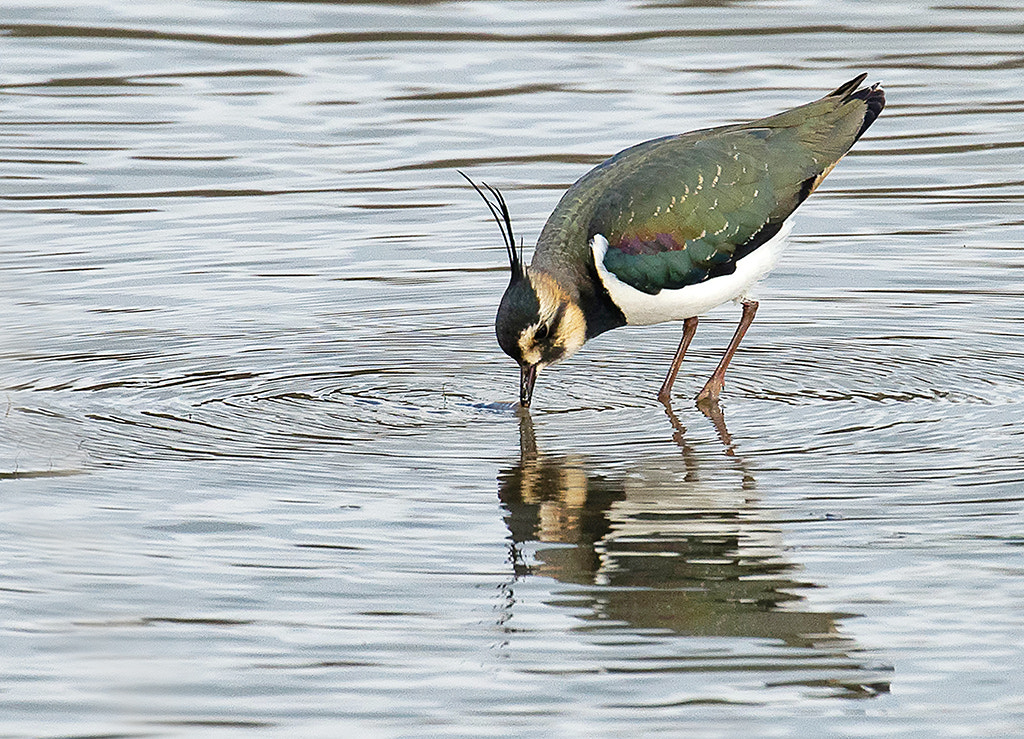 Nikon AF-S Nikkor 600mm F4D ED-IF II sample photo. Lapwing photography