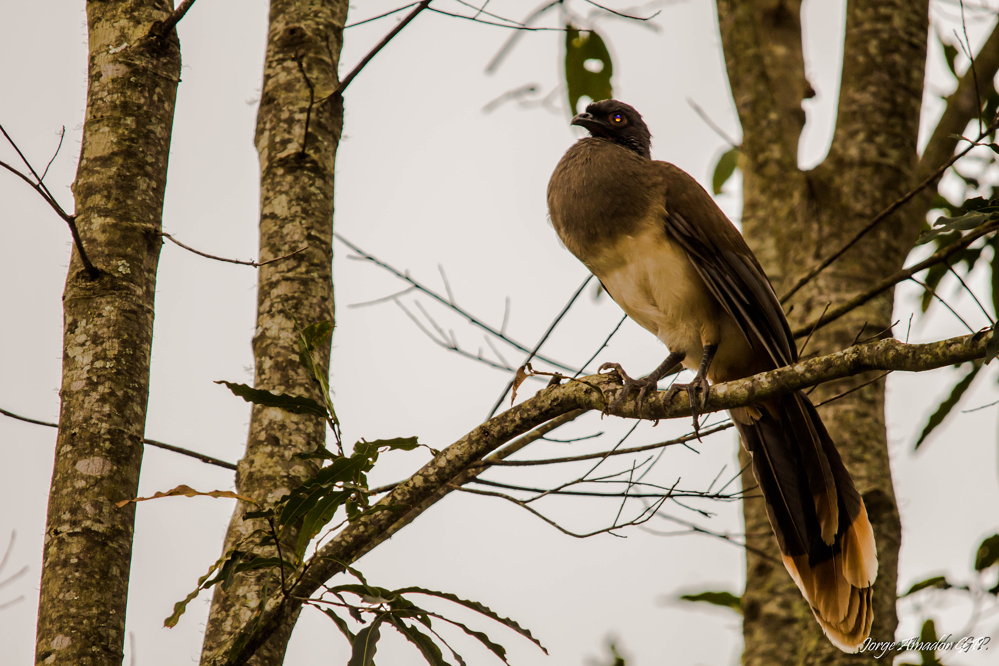 Sigma 150-500mm F5-6.3 DG OS HSM sample photo. Chachalaca bird photography