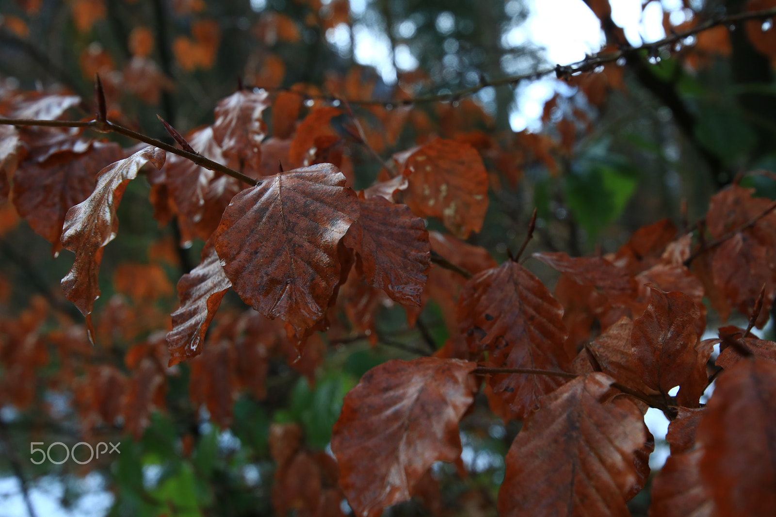 Canon EOS 750D (EOS Rebel T6i / EOS Kiss X8i) + Canon EF 300mm f/2.8L sample photo. Blätter gewätter photography